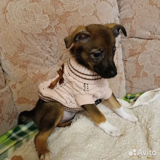 Девочка, щенок, 2 мес