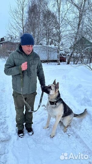 Дрессировка собак опытным кинологом