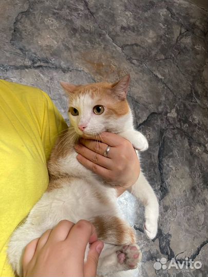 Кот абрикос в добрые руки