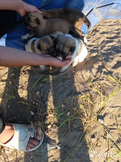 Отдам бесплатно щенки