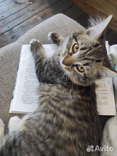 Кошка в дар