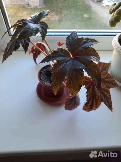 Бегония королевская