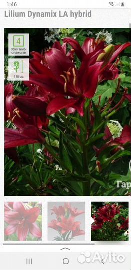 Лилия ла-гибрид Динамекс
