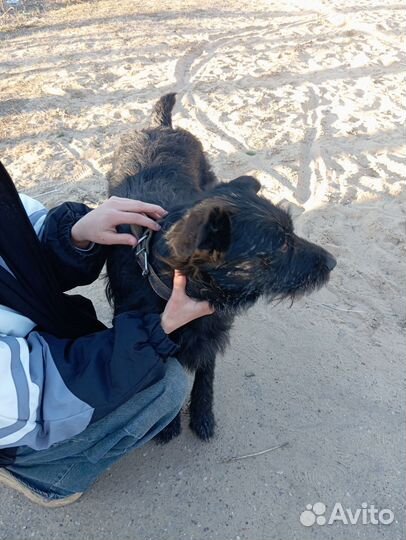 Собака в добрые руки