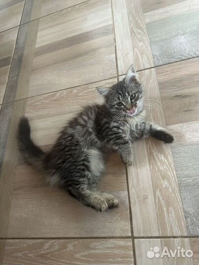 Котенок Бесплатно