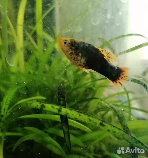 Аквариумные рыбки