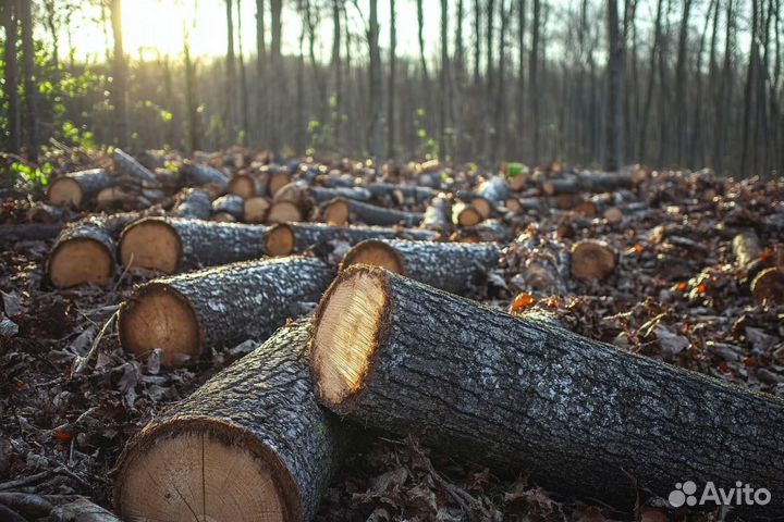 Спил, обрезка и удаление деревье