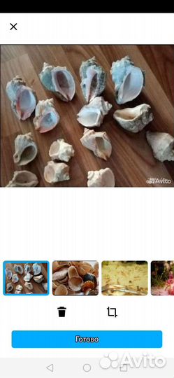 Аквариумные рыбки и креветки