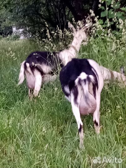 Козы, козёл, козлята