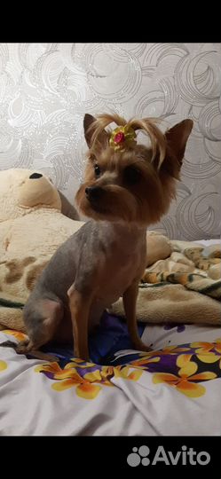 Йоркширский терьер щенки