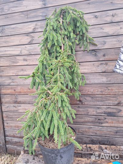 Ель инверса