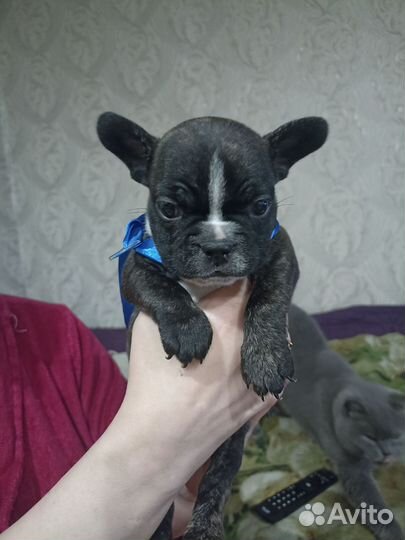 Щенок француз тигровый