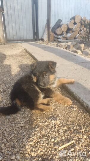 Щенки немецкой овчарки