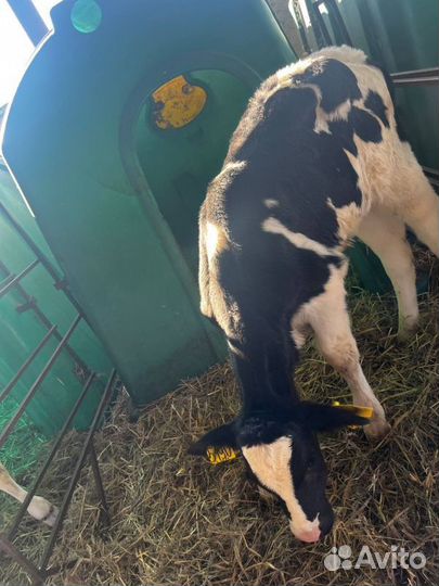 Отборные телята бычки доставка круглый год