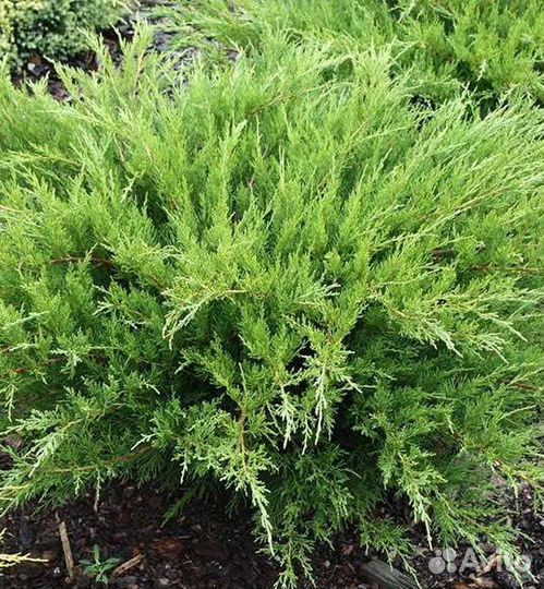Можжевельник саженцы зкс