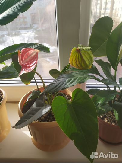 Антуриум Ливиум Оранж