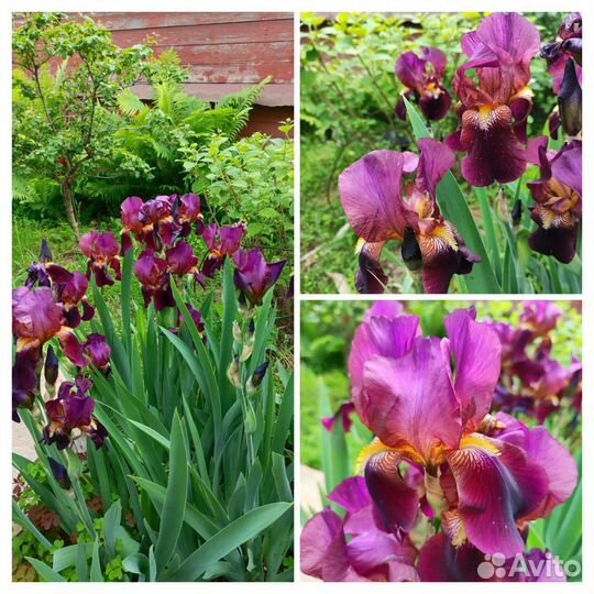 Ирисы разные сорта