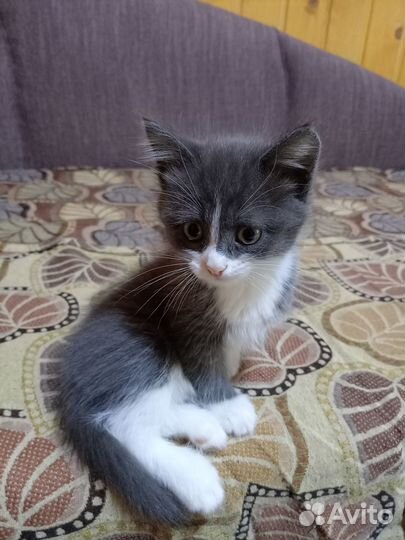 Котик ищет дом