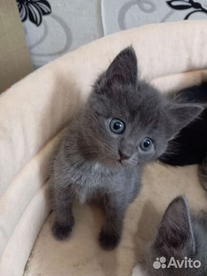 Милые котята