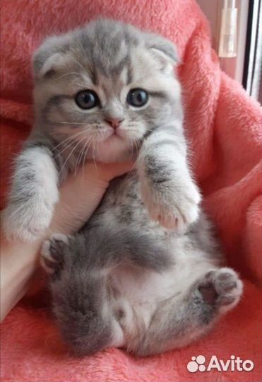 Шотландские котята