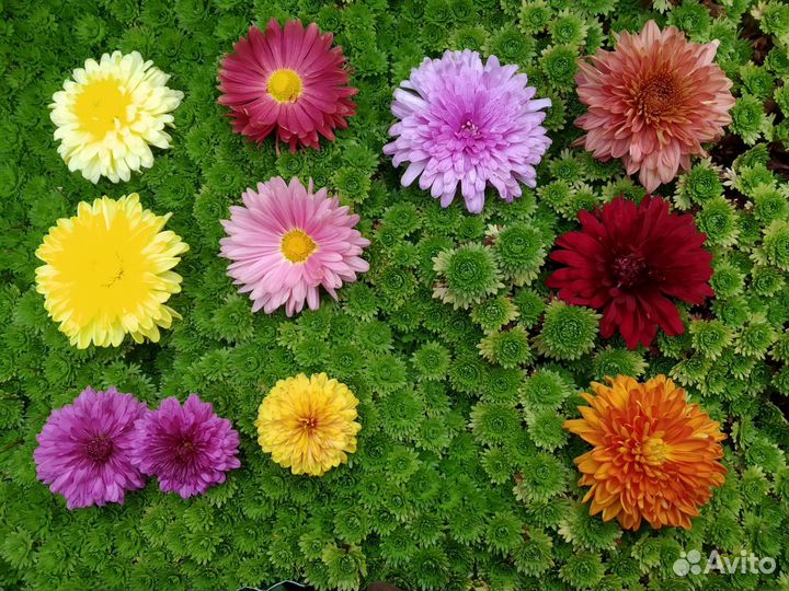 Пионы, хризантемы и другие многолетники