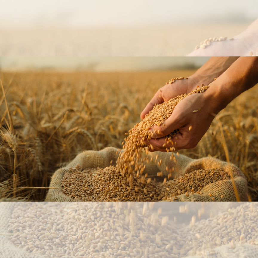 Қынаптар мен кискалардың жыныстық қатынасы