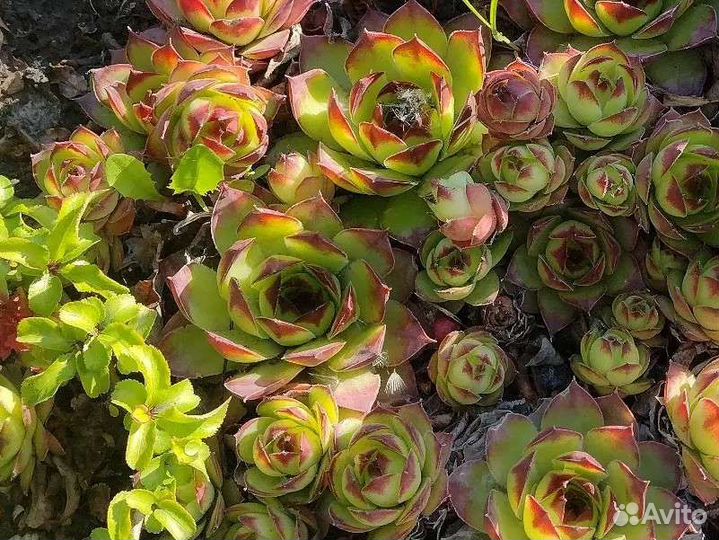 Молодило. Каменная роза