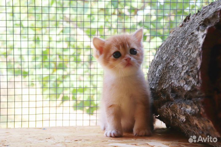 Шотландская золотая шиншилла мальчик ny 12