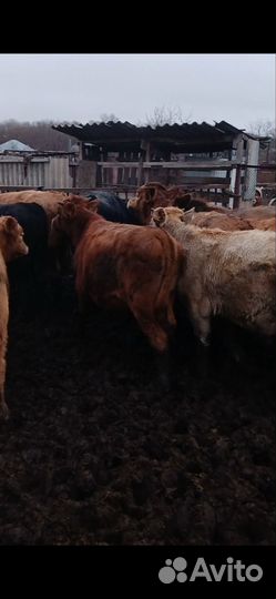 Бычки подсоса