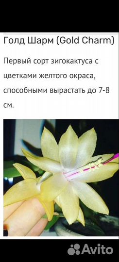 Сортовые шлюмбергеры