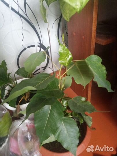 Цветы комнатные