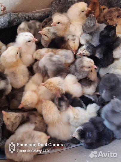 Цыплята