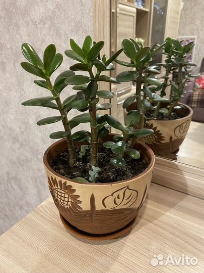 Толстянка. Денежное дерево