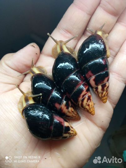 Разные виды улиток