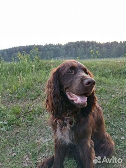 Русский охотничий спаниель вязка