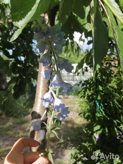 Дельфиниум саженцы