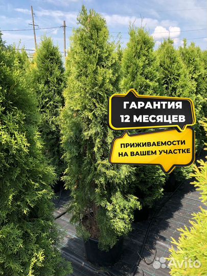 Туя для изгороди