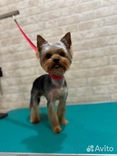 Йоркширский терьер мини беби фейс вязка