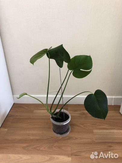 Монстера (детки)