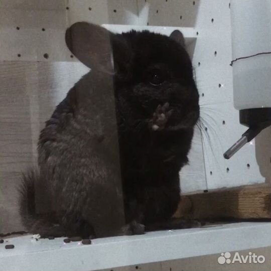 Шиншилла Девочка