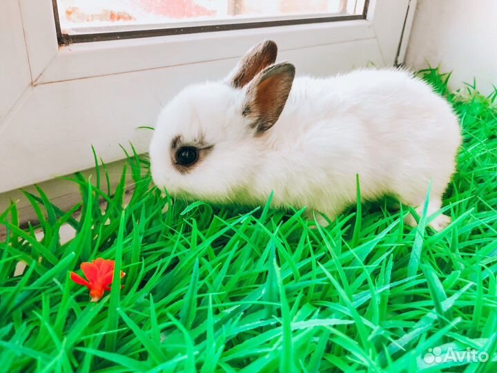 Карликовый кролик мини