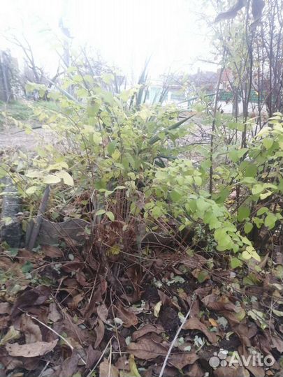 Снежноягодник. Как спирея, только лучше