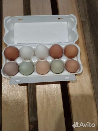 Домашние куриные яйца