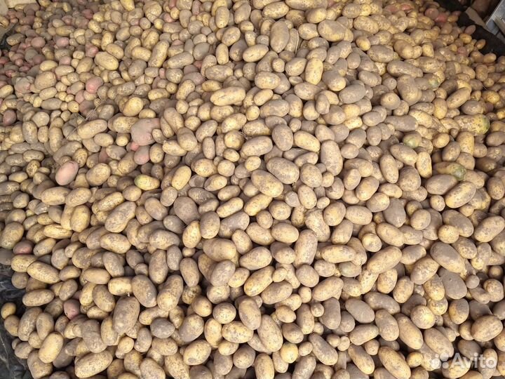 Продам картофель