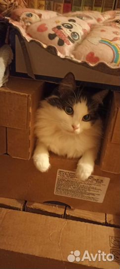 Кошка в дар