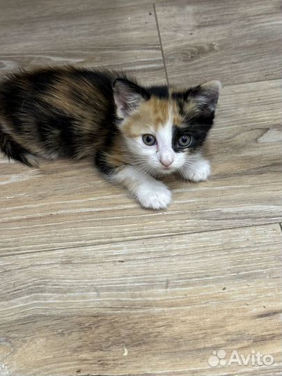 Раздам котят