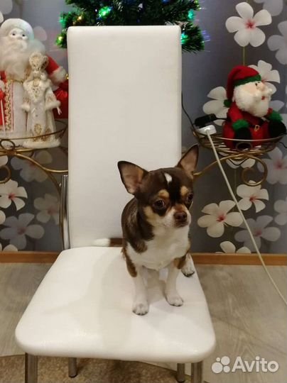 Вязка кобель чихуахуа 2 года