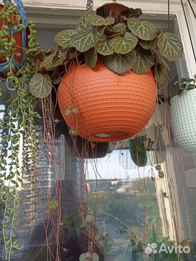 Камнеломка комнатная и крестовник геррейна