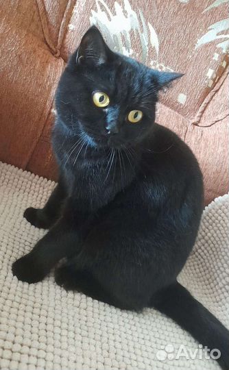 Шотландская кошка