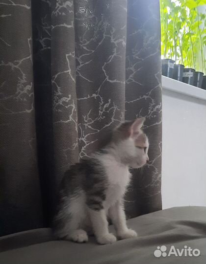 Отдам котёнка в добрые руки